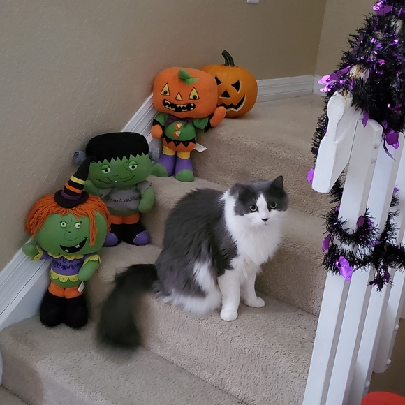 ❀✿＊*HI!&WELCOME to MY Closet❀✿＊ - Picture 5 of 8